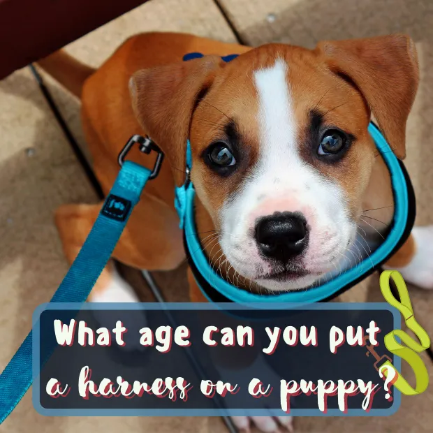 a puppy wearing a harness with the caption what age can you put a harness on a puppy