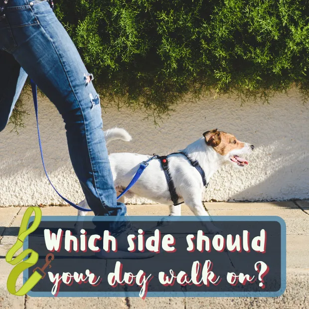 a small terrier walking next to its owner with the caption which side should your dog walk on