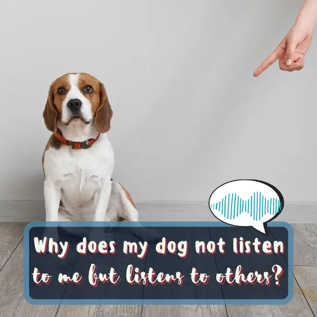 a dog getting told off with the caption why does my dog not listen to me but listens to others