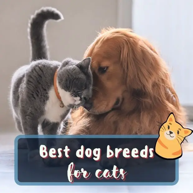 a dog an cat nuzzling up together with the caption Best dog breeds for cats