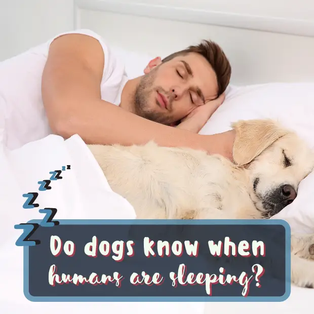 a man sleeping in bed with his golden retrieve dog asleep next to him with the caption Do dogs know when humans are sleeping