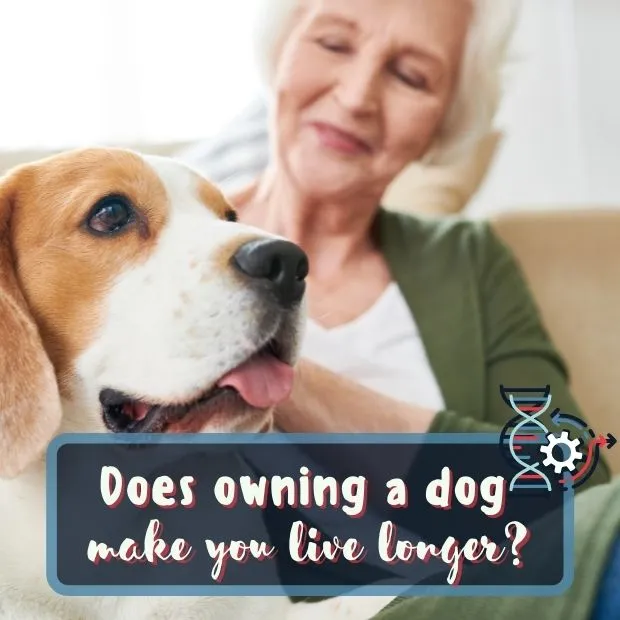 old lady on sofa stroking a beagle with the caption Does owning a dog make you live longer