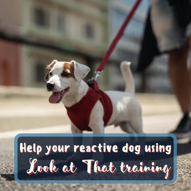 a small white terrier on a lead with the caption Help your reactive dog using Look at That training.