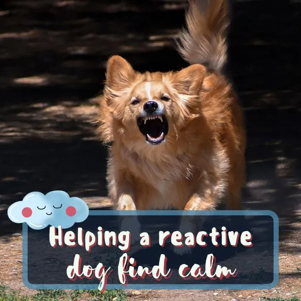 asmall ginger dog barking aggresively with the caption Helping a reactive dog find calm
