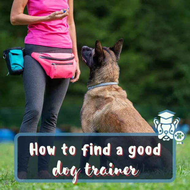 a dog looking up at their trainer with the caption How to find a good dog trainer.