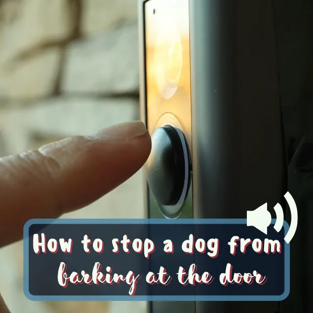 afinger about to press doorbell with the caption How to stop a dog from barking at the door