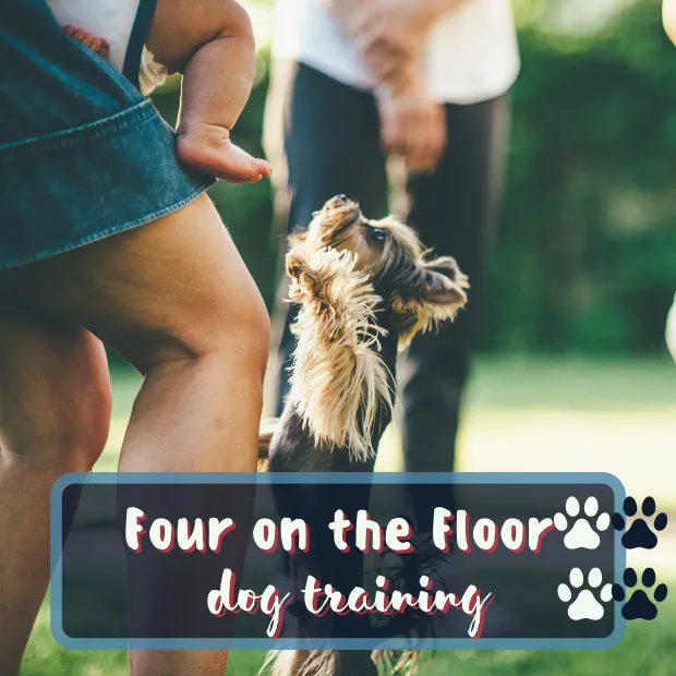 a small dog jumping up at a womans bare legs with the caption How to stop your dog from jumping on people using Four on the Floor dog training