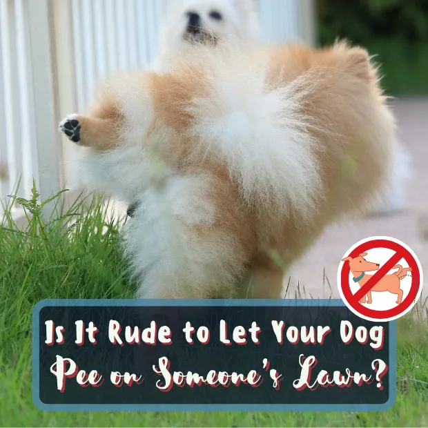a dog lifting their leg against a picket fence with the caption Is It Rude to Let Your Dog Pee on Someone’s Lawn