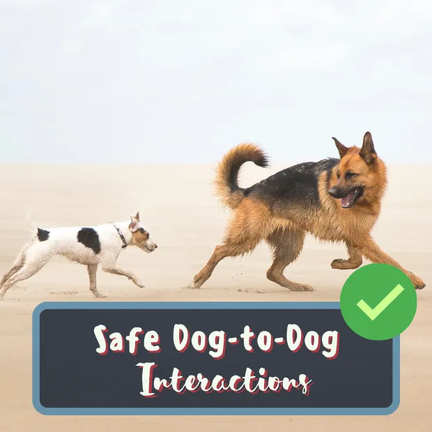 a terrier chasing a german shepherd on a beach with the caption Safe Dog-to-Dog Interactions