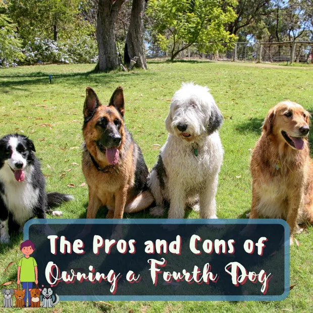 four dogs sat on grass with the caption The Pros and Cons of Owning a Fourth Dog
