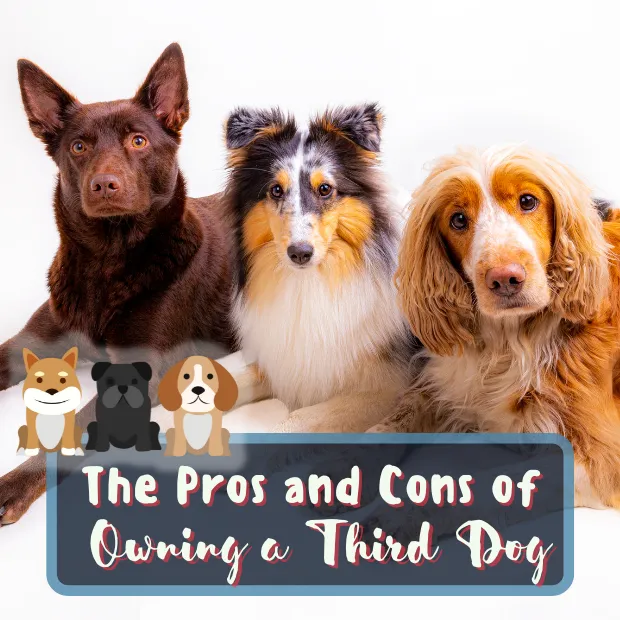three dogs posing in a down stay against a white background with the caption The Pros and Cons of Owning a Third Dog