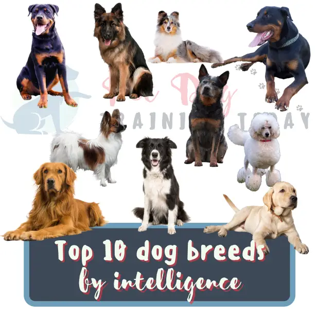 Top 10 dog breeds by intelligence