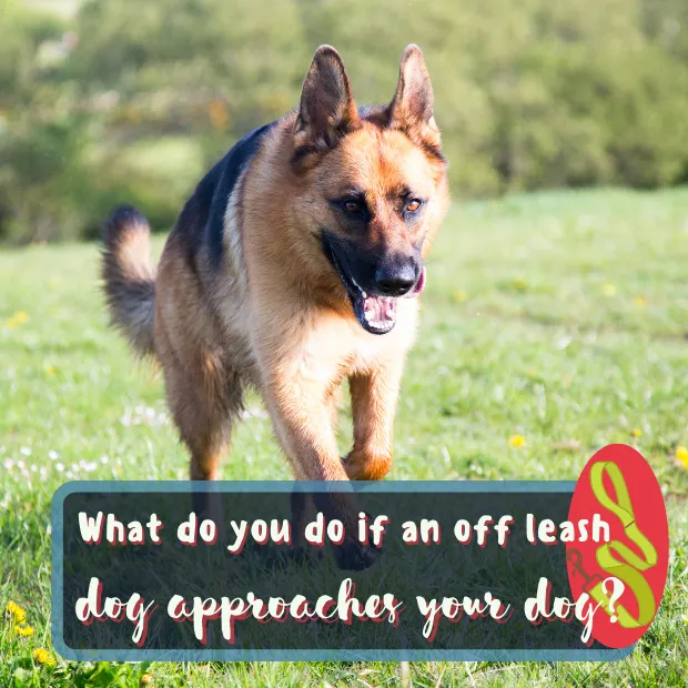 a german shepherd approaching with the caption What do you do if an off leash dog approaches your dog