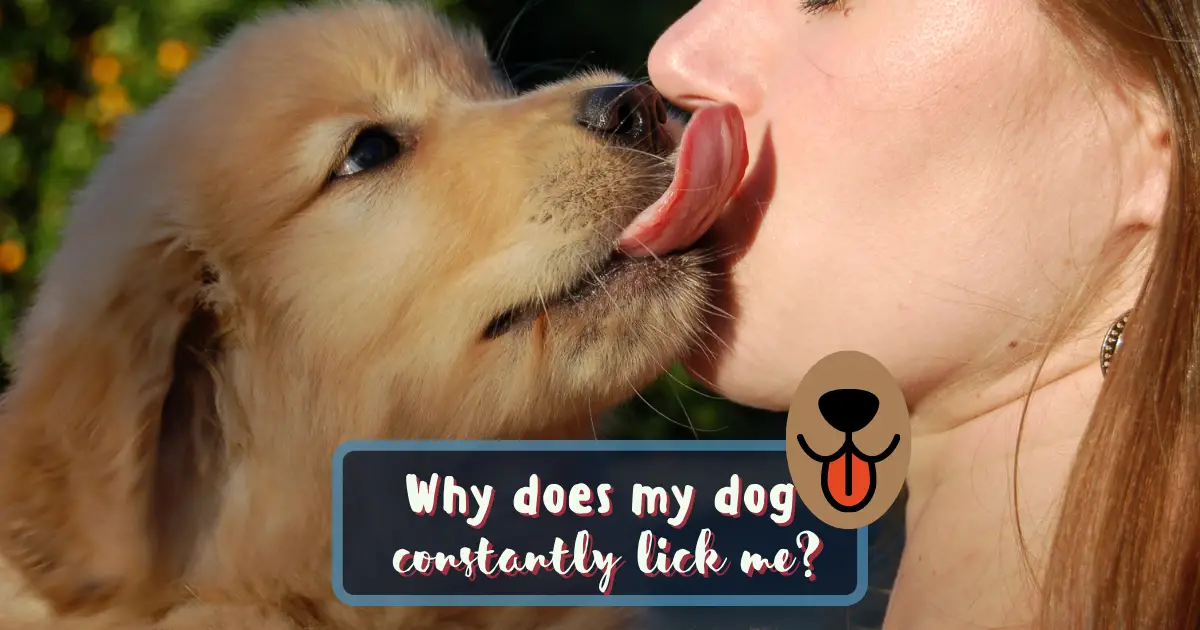 why would a dog constantly lick