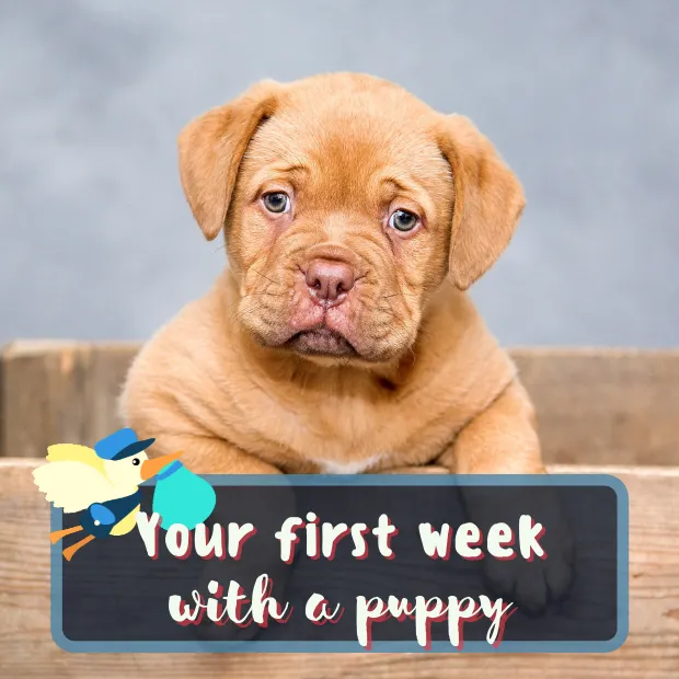 A young mastiff type puppy in a wooden crate with the caption Your first week with a puppy