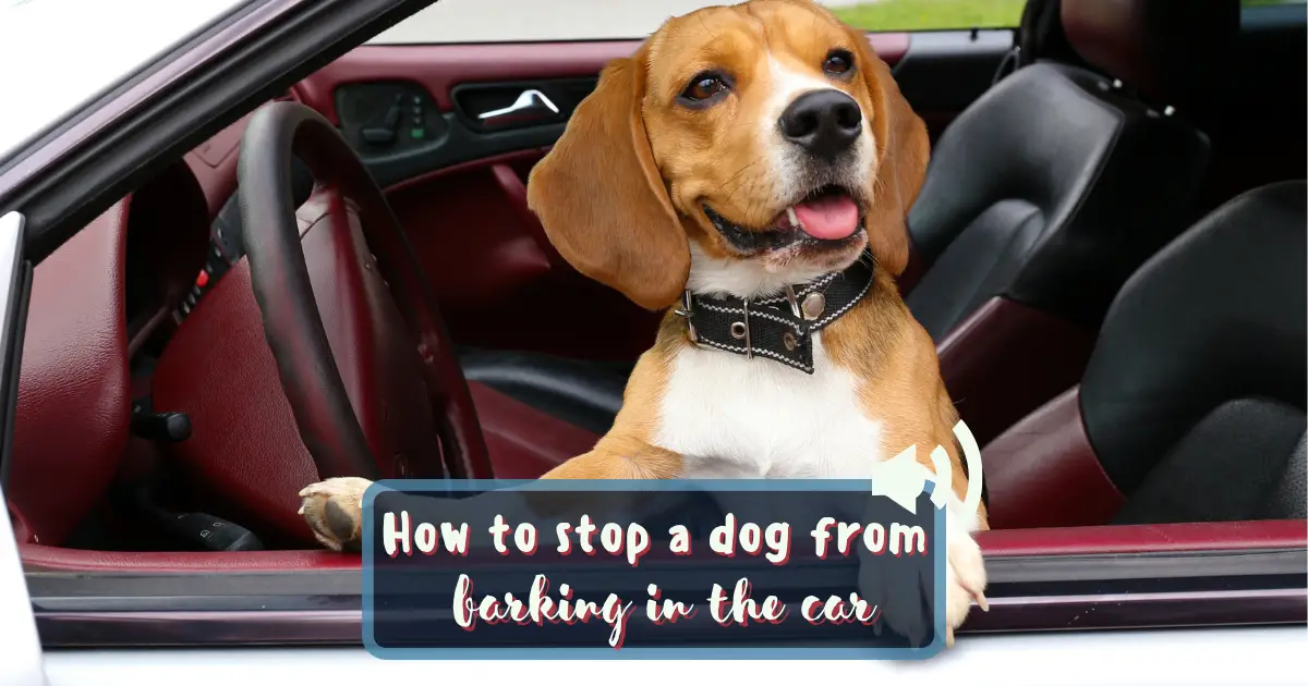 How To Stop Dog Barking At Cars