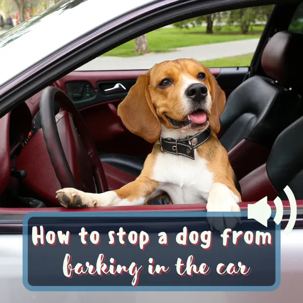 a dog in a car with the caption how to stop a dog barking in the car