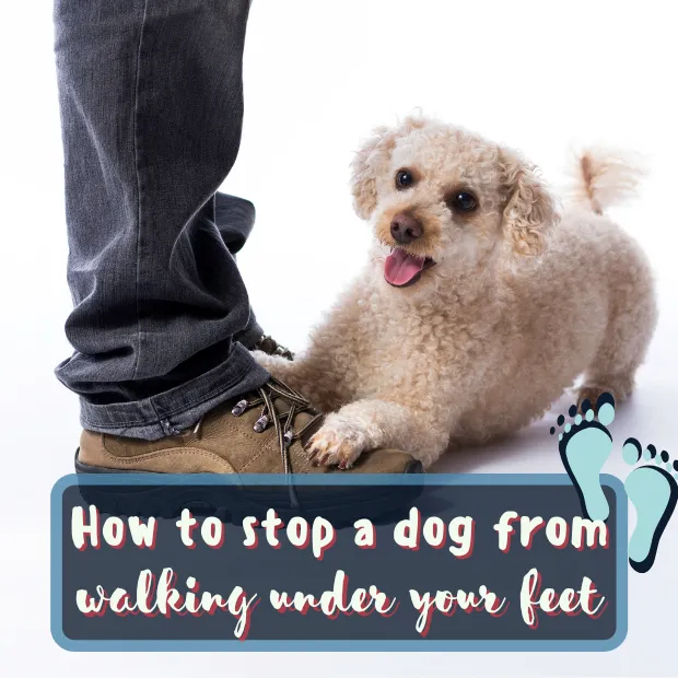a small dog laying on its owners feet with the caption how to stop a dog from walking under your feet