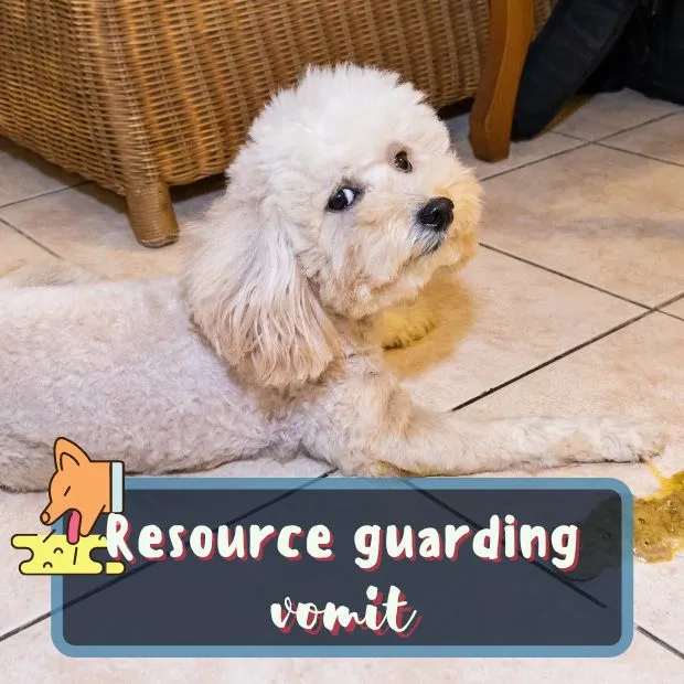 a dog next to a pile of vomit with the caption resource guarding vomit