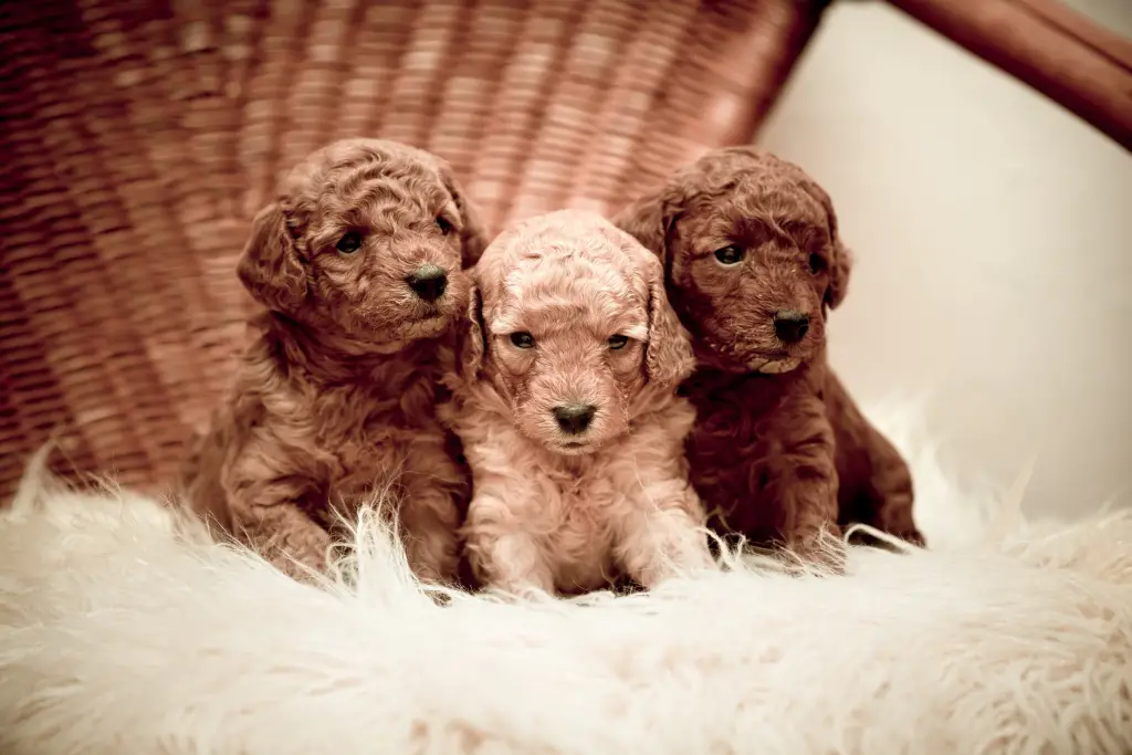 3 toy poodle puppies