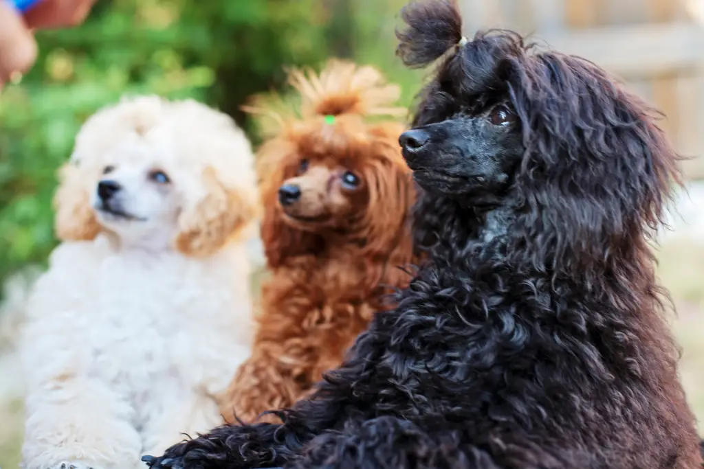 3 toy poodles