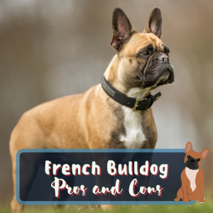 a fawn coloured frenchie looking alert with the caption French bulldog pros and cons