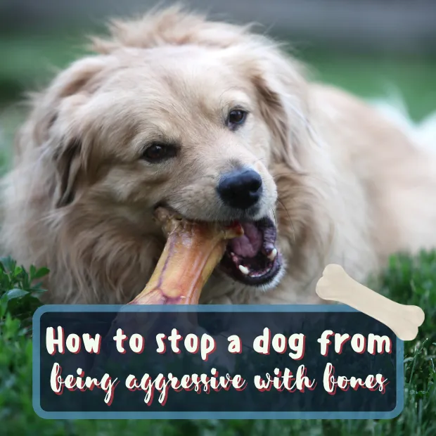 a golden retriever laying on the grass chewing on a bone with the caption How to stop a dog from being aggressive with bones