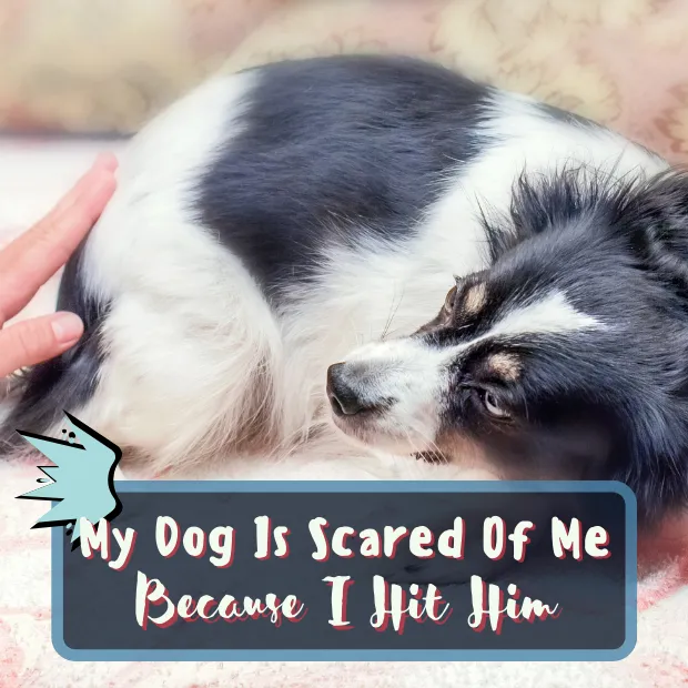 a hand reaching towards a cowering dog with the caption My Dog Is Scared Of Me Because I Hit Him