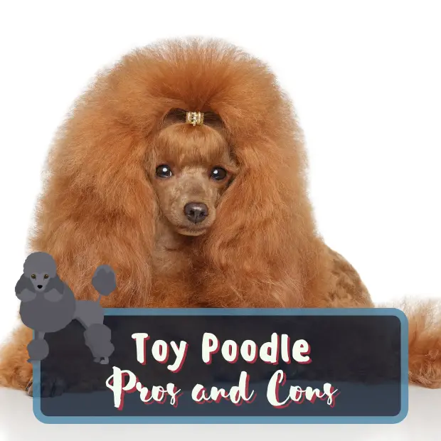 A red poodle posing laying down with the caption Toy Poodle Pros and Cons
