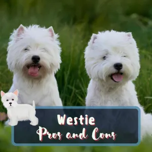 two westies sitting in long grass with the caption Westie Pros and Cons