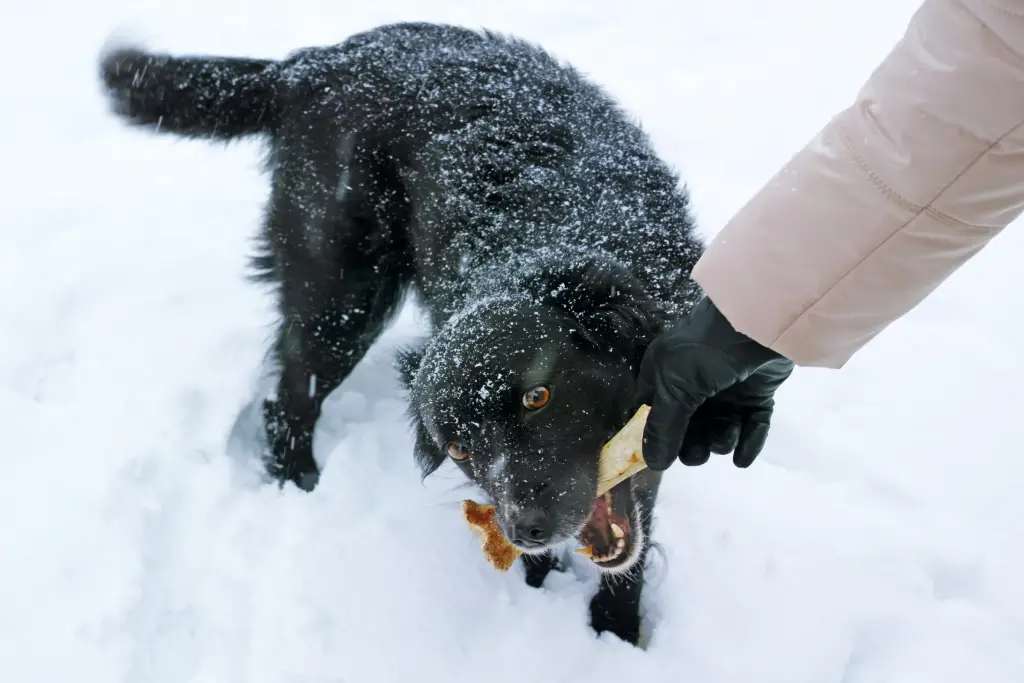 a dog in the snow with its owner trying to take away a bone