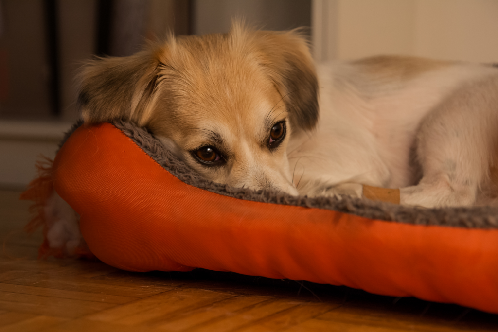 anxious looking dog in his bed