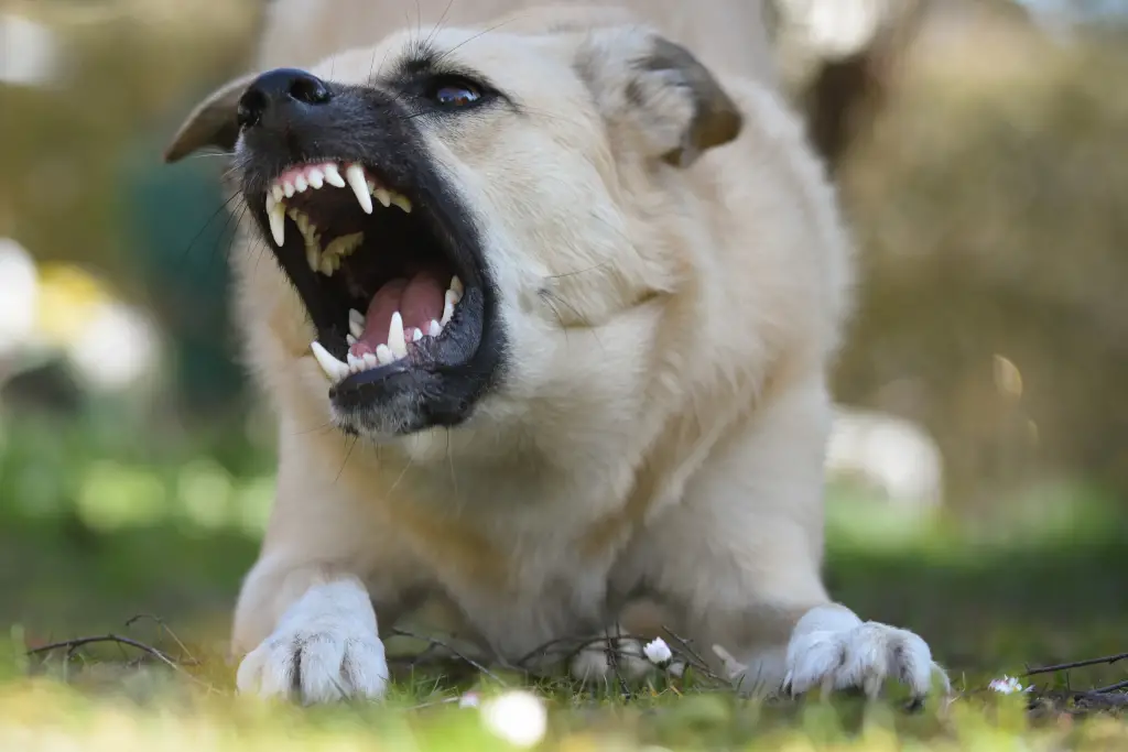 big aggressive dog barking