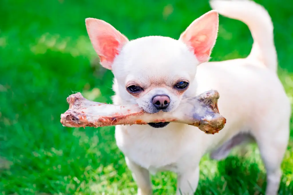 chihuahua with a big bone