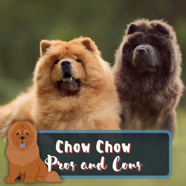 2 chow dogs in a field with the caption chow chow pros and cons