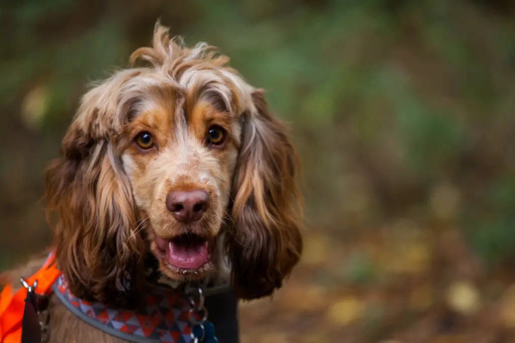 brown and ginger cocker spaniel