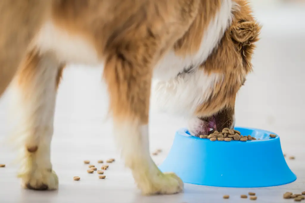 dog eating a bowl of dried food