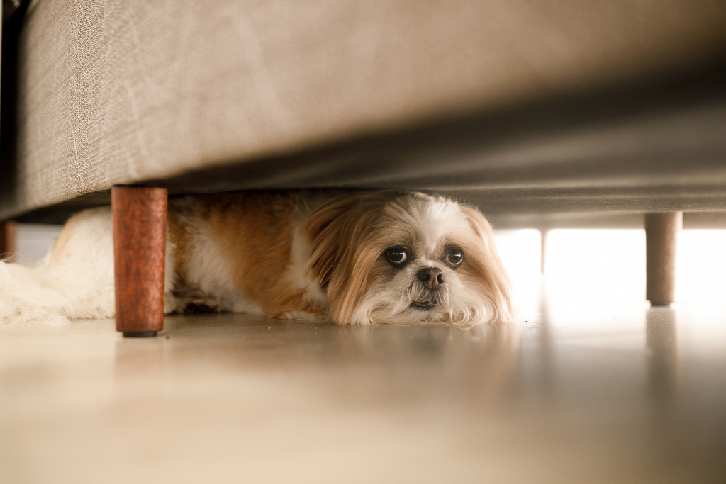 fearful dog hiding under a sofa