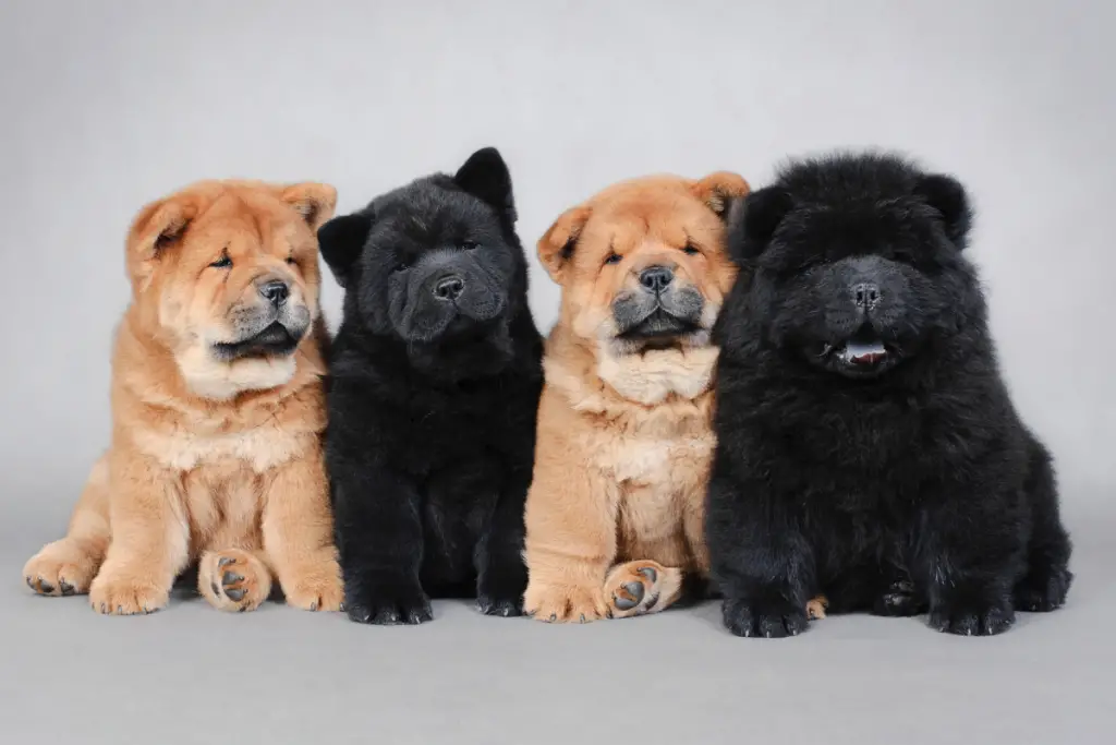 four chow puppies sitting in a row