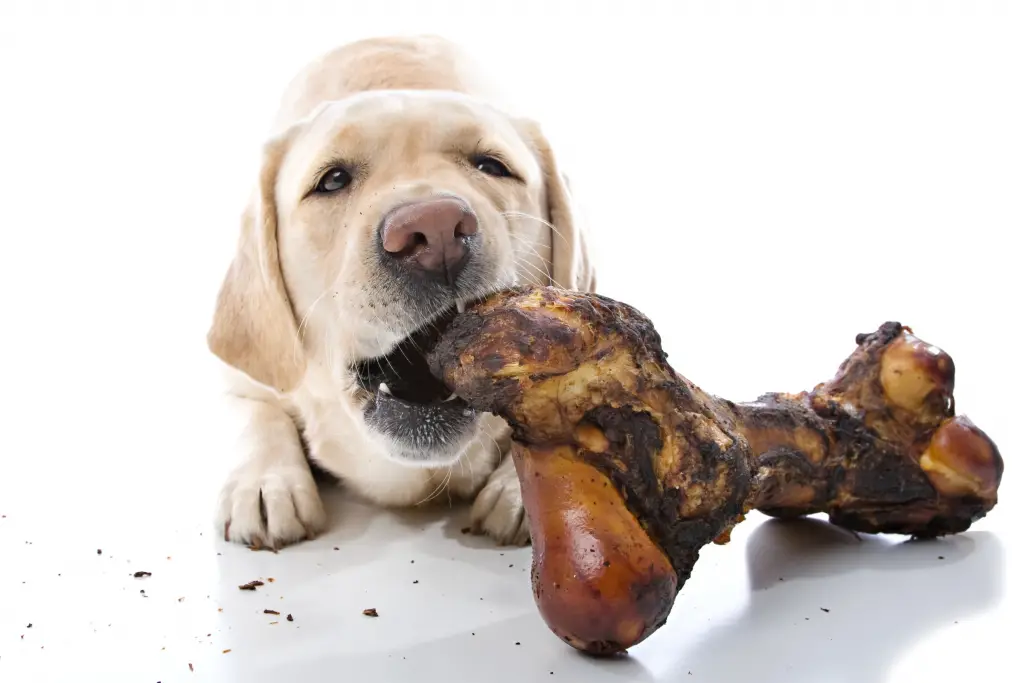 labrador chewing on a massive bone