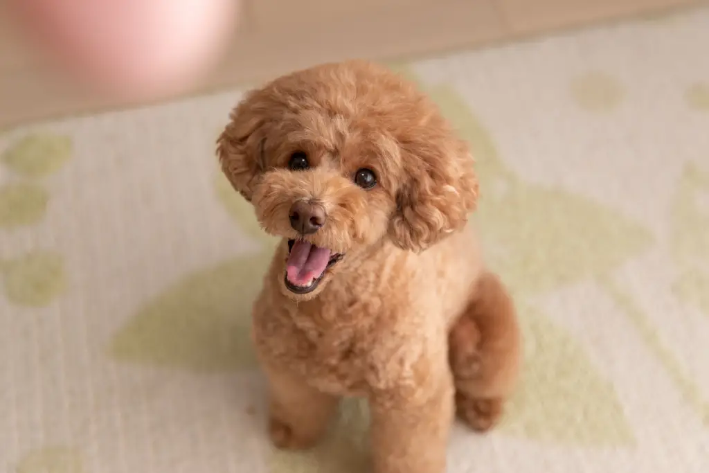 red toy poodle with a teddy bear cut