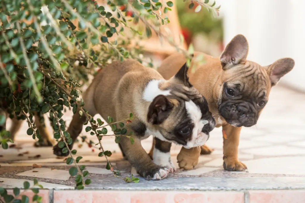two frenchie puppies playing