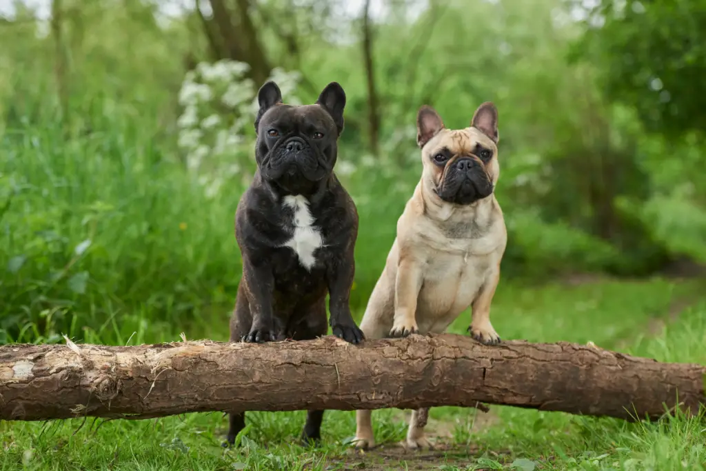 two frenchies in the woods posing with their front paws on a fallen branch