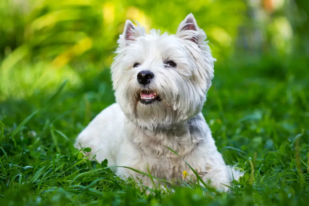 westie dog laying down in the grass