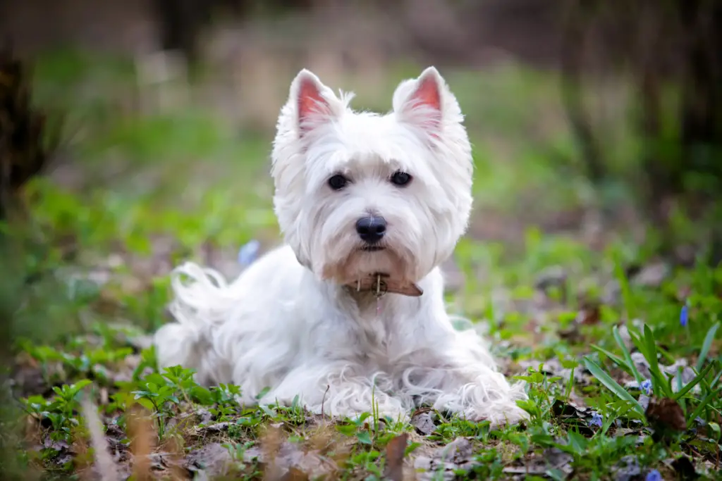 westie laying down in a natural setting