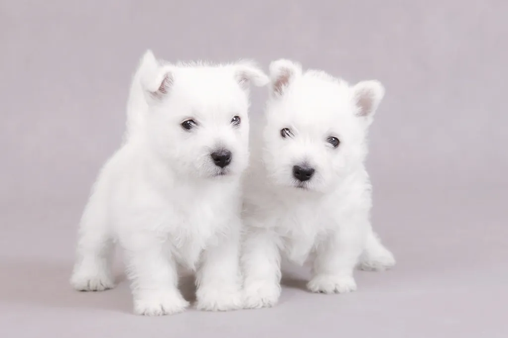 2 westie puppies in a photography studio