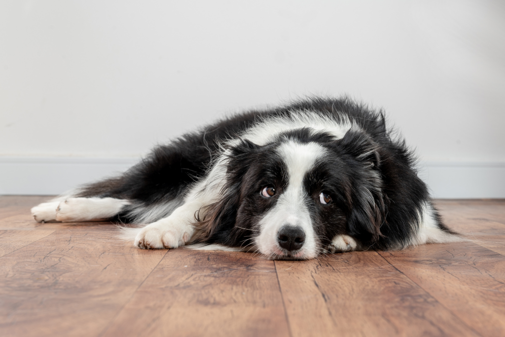 worried looking dog laying on the floor