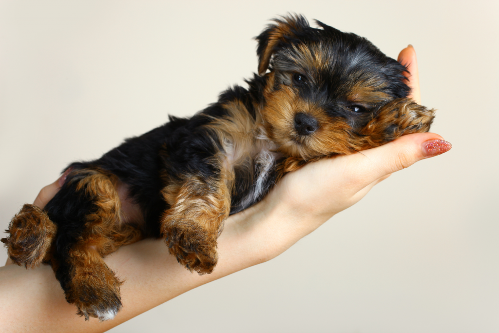 yorkshire terrier puppy in a persons hand