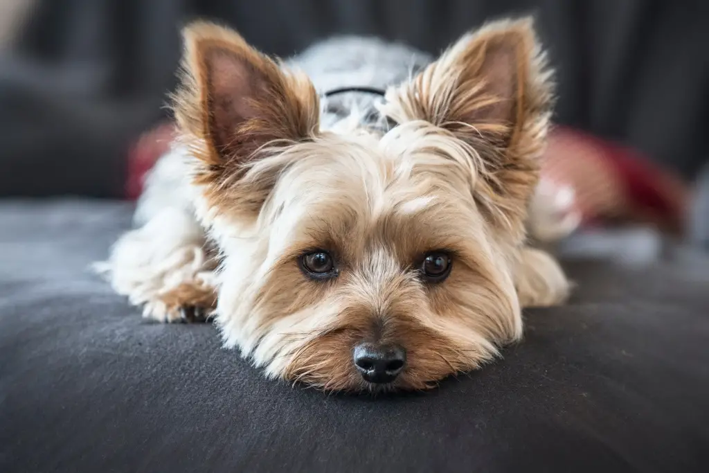 yorkshire terrier laying with chin resting on sofa