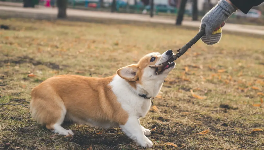 Pembroke Welsh Corgi dog name ideas